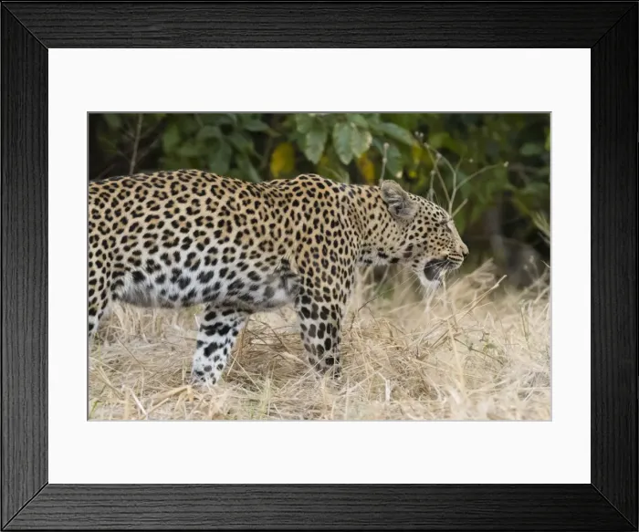 Framed Print : Leoprard (Panthera pardus), Savuti, Chobe National Park, Botswana, Africa Framed Print : Leoprard (Panthera pardus), Savuti, Chobe National Park, Botswana, Africa