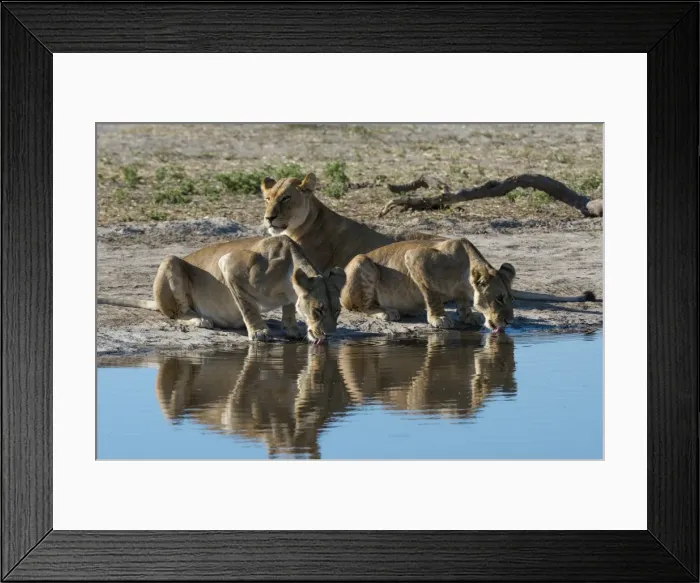Framed Print : Three lionesses (Panthera leo) at waterhole, Botswana, Africa Framed Print : Three lionesses (Panthera leo) at waterhole, Botswana, Africa
