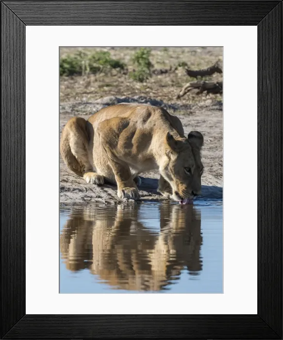Framed Print : A lioness (Panthera leo) drinks at waterhole, Botswana, Africa Framed Print : A lioness (Panthera leo) drinks at waterhole, Botswana, Africa