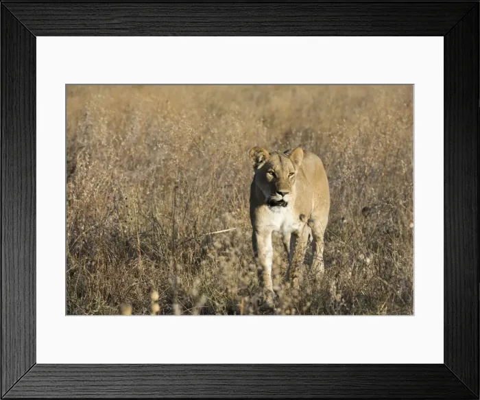 Framed Print : Lion (Panthera leo), Savuti, Chobe National Park, Botswana, Africa Framed Print : Lion (Panthera leo), Savuti, Chobe National Park, Botswana, Africa