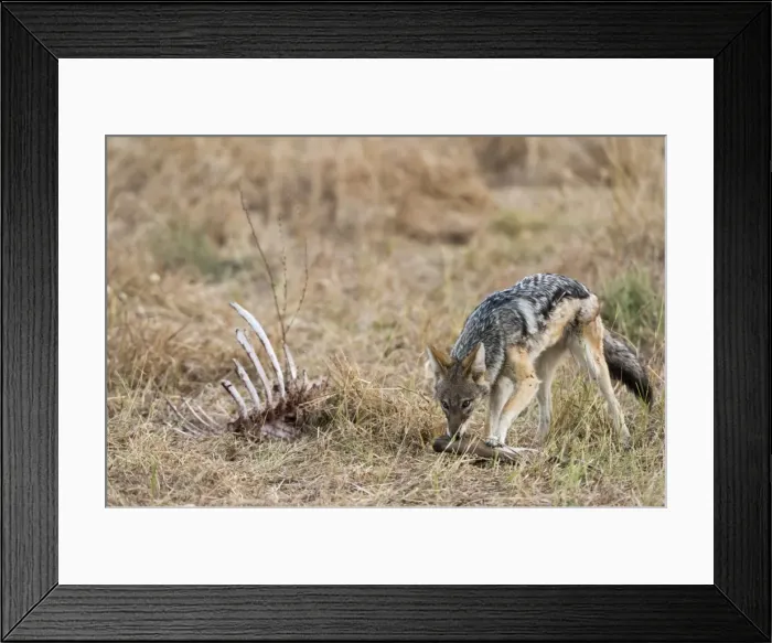 Framed Print : A black-backed jackal (Canis mesomelas) feeding on a carcass, Botswana, Africa Framed Print : A black-backed jackal (Canis mesomelas) feeding on a carcass, Botswana, Africa