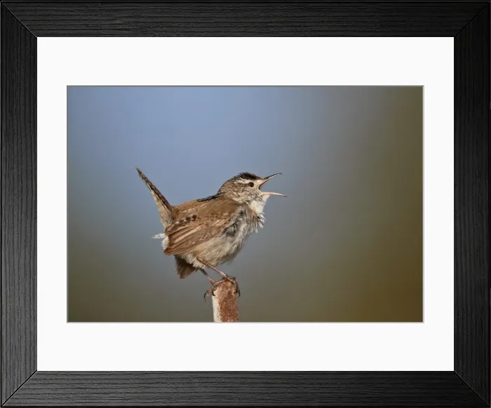 Framed Print : Marsh Wren (Cistothorus palustris) calling, Lac Le Jeune Provincial Park, British Columbia Framed Print : Marsh Wren (Cistothorus palustris) calling, Lac Le Jeune Provincial Park, British Columbia