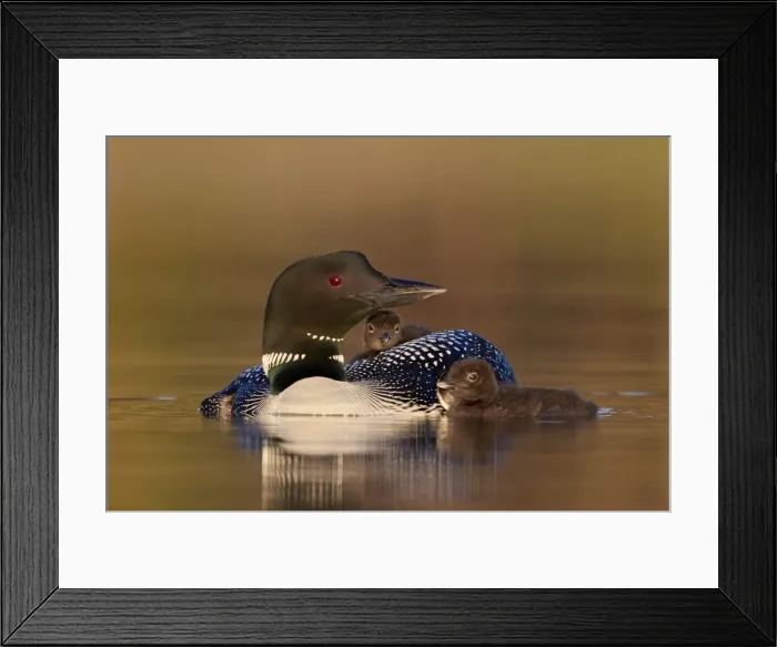 Framed Print : Common Loon (Gavia immer) adult with two chicks, Lac Le Jeune Provincial Park, British Columbia Framed Print : Common Loon (Gavia immer) adult with two chicks, Lac Le Jeune Provincial Park, British Columbia