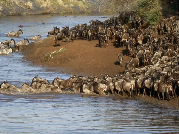 Herd of migrating wildebeest (Connochaetes taurinus) crossing Mara River, Masai Mara Game Reserve
