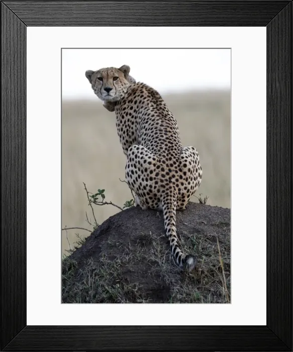 Framed Print : Cheetah female (Acinonyx jubatus) with radio collar, Masai Mara Game Reserve, Kenya Framed Print : Cheetah female (Acinonyx jubatus) with radio collar, Masai Mara Game Reserve, Kenya
