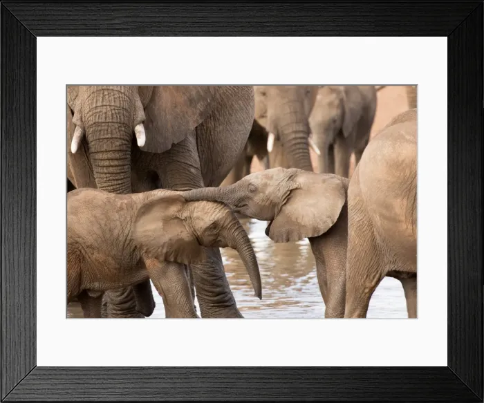 Framed Print : Group of African elephants with baby (Loxodonta africana), Serengeti National Park Framed Print : Group of African elephants with baby (Loxodonta africana), Serengeti National Park
