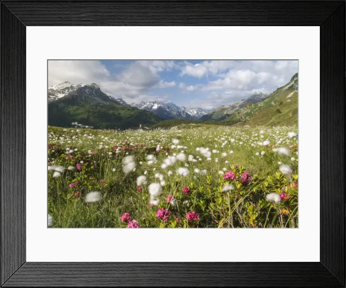 Framed Print : Meadows of rhododendrons and cotton grass, Maloja, Bregaglia Valley, Engadine, Canton Framed Print : Meadows of rhododendrons and cotton grass, Maloja, Bregaglia Valley, Engadine, Canton