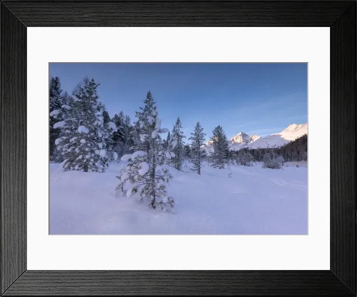 Framed Print : Snow covered trees, Lej da Staz, St. Moritz, Engadine, Canton of Graubunden (Grisons) Framed Print : Snow covered trees, Lej da Staz, St. Moritz, Engadine, Canton of Graubunden (Grisons)