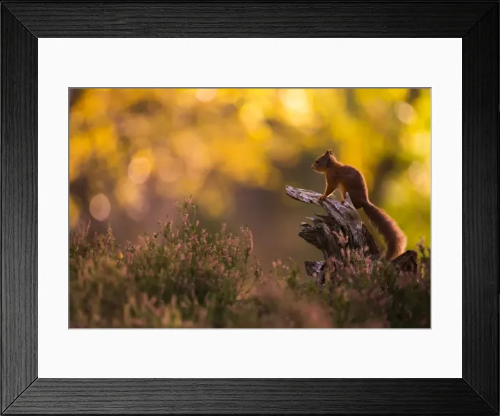 Framed Print : Red squirrel (Sciurus vulgaris) and autumnal colours, Cairngorms National Park, Scotland Framed Print : Red squirrel (Sciurus vulgaris) and autumnal colours, Cairngorms National Park, Scotland
