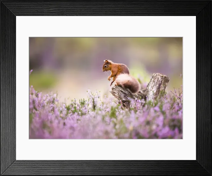 Framed Print : Red squirrel (Sciurus vulgaris) in blooming heather, Cairngorms National Park, Scotland Framed Print : Red squirrel (Sciurus vulgaris) in blooming heather, Cairngorms National Park, Scotland