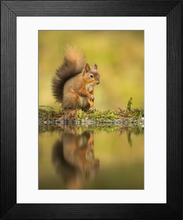 Framed Print : Red squirrel (Sciurus vulgaris) reflection, Yorkshire Dales, Yorkshire, England, United Kingdom Framed Print : Red squirrel (Sciurus vulgaris) reflection, Yorkshire Dales, Yorkshire, England, United Kingdom