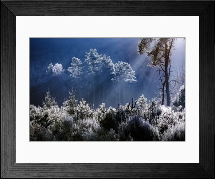 Framed Print : Frost covered trees in the forest in the commune of Baerenthal, in the Moselle region Framed Print : Frost covered trees in the forest in the commune of Baerenthal, in the Moselle region