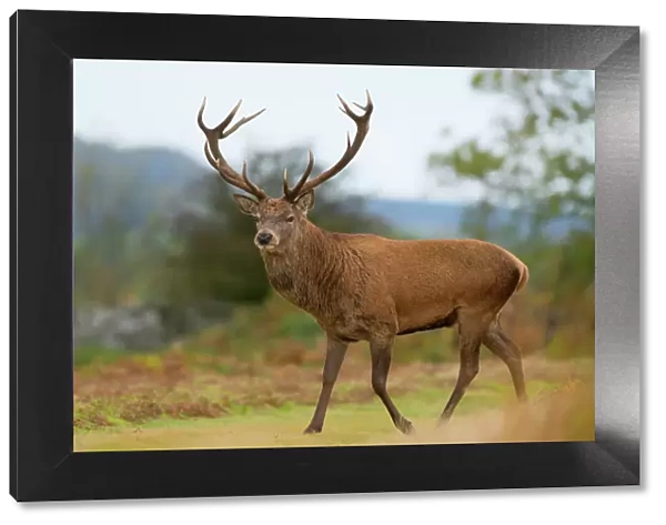 Red deer stag, Bradgate Park, Charnwood Forest, Leicestershire, England, United Kingdom