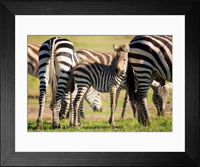 Framed Print : Baby zebra, Masai Mara, Kenya, East Africa, Africa Framed Print : Baby zebra, Masai Mara, Kenya, East Africa, Africa