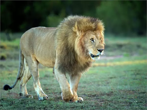 Male lion, Masai Mara, Kenya, East Africa, Africa