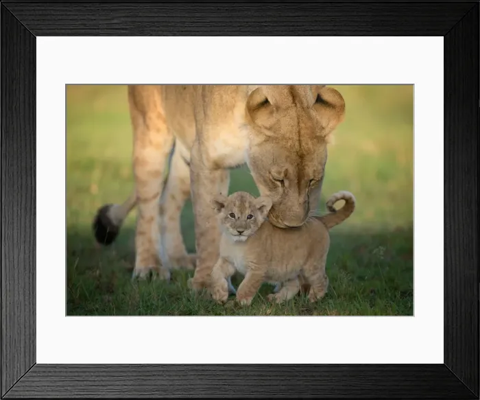 Framed Print : Lioness with cub, Masai Mara, Kenya, East Africa, Africa Framed Print : Lioness with cub, Masai Mara, Kenya, East Africa, Africa