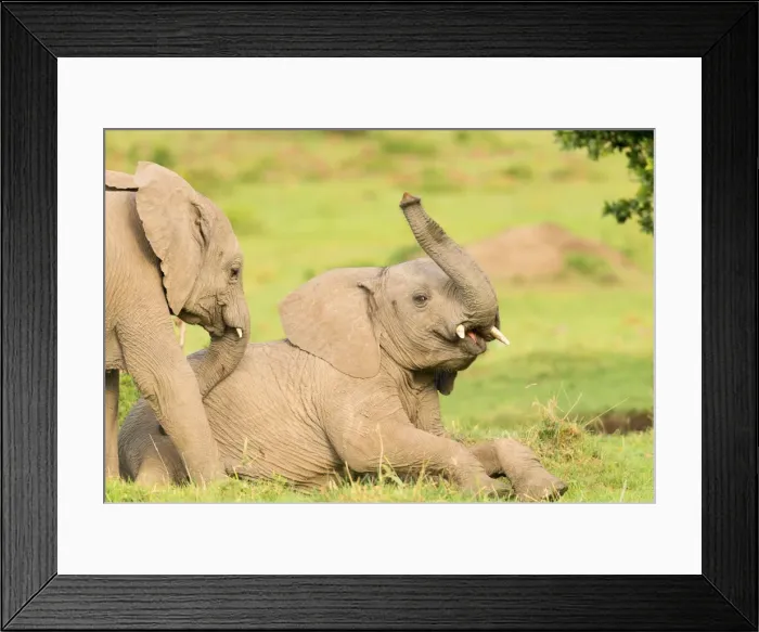 Framed Print : Elephant calves playing in the Masai Mara, Kenya, East Africa, Africa Framed Print : Elephant calves playing in the Masai Mara, Kenya, East Africa, Africa
