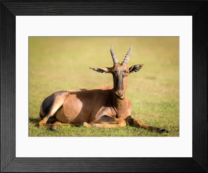 Framed Print : Topi, Masai Mara, Kenya, East Africa, Africa Framed Print : Topi, Masai Mara, Kenya, East Africa, Africa
