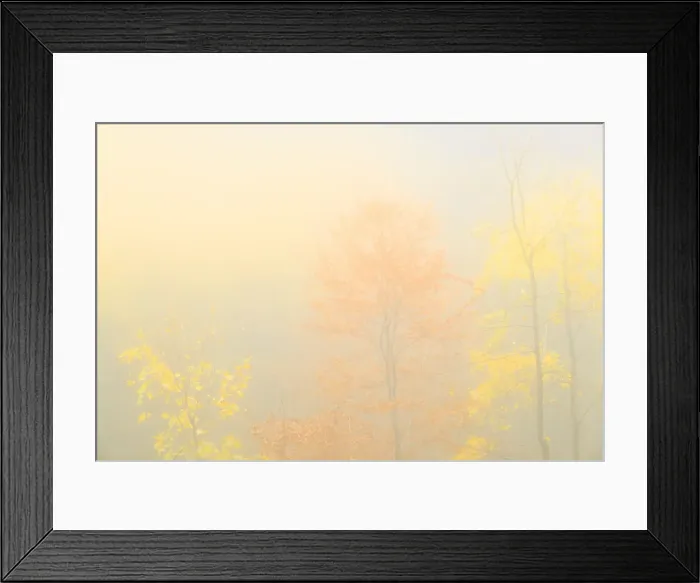 Framed Print : Fog in the forest of Bagni di Masino during autumn, Valmasino, Valtellina. Lombardy Framed Print : Fog in the forest of Bagni di Masino during autumn, Valmasino, Valtellina. Lombardy