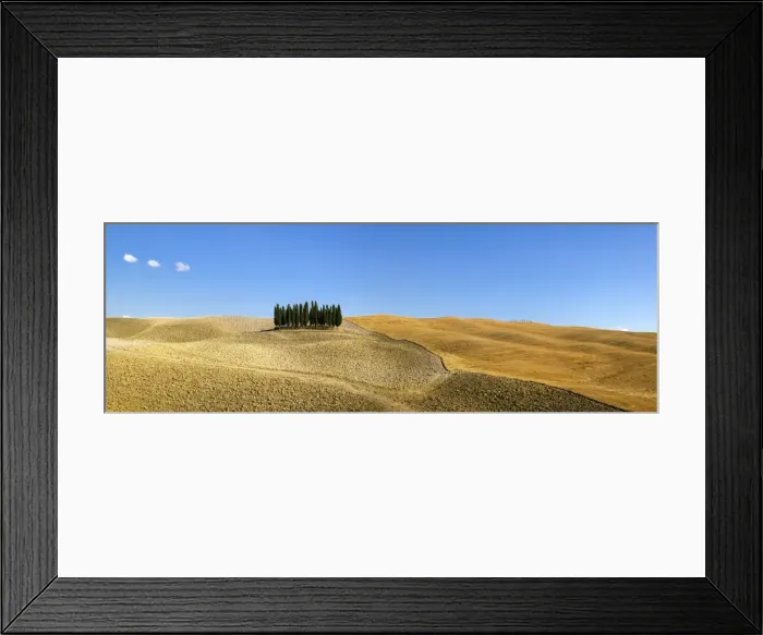 Framed Print : Panorama of group of Cypress trees in the landscape, Val d Orcia, UNESCO World Heritage Site Framed Print : Panorama of group of Cypress trees in the landscape, Val d Orcia, UNESCO World Heritage Site