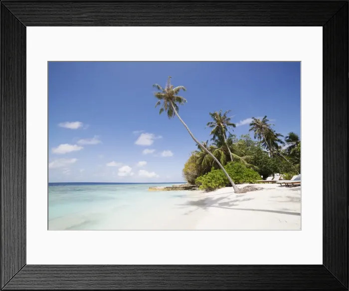 Framed Print : Palm trees lean over white sand, under a blue sky, on Bandos Island in The Maldives Framed Print : Palm trees lean over white sand, under a blue sky, on Bandos Island in The Maldives