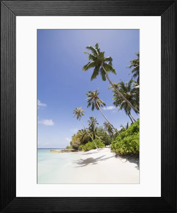 Framed Print : Palm trees lean over white sand, under a blue sky, on Bandos Island in The Maldives Framed Print : Palm trees lean over white sand, under a blue sky, on Bandos Island in The Maldives