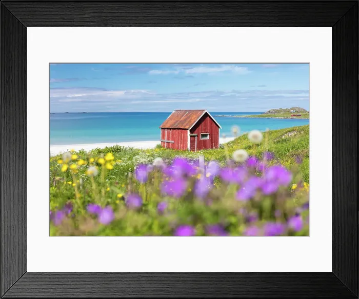 Framed Print : Colorful flowers on green meadows frame the typical rorbu surrounded by turquoise sea Framed Print : Colorful flowers on green meadows frame the typical rorbu surrounded by turquoise sea