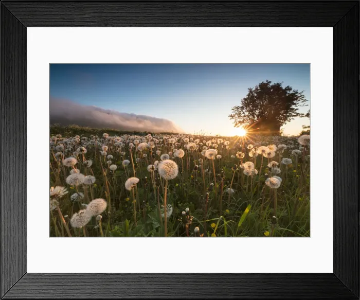 Framed Print : Green meadows of dandelions framed by the midnight sun, Fredvang, Moskenesoya, Nordland county Framed Print : Green meadows of dandelions framed by the midnight sun, Fredvang, Moskenesoya, Nordland county