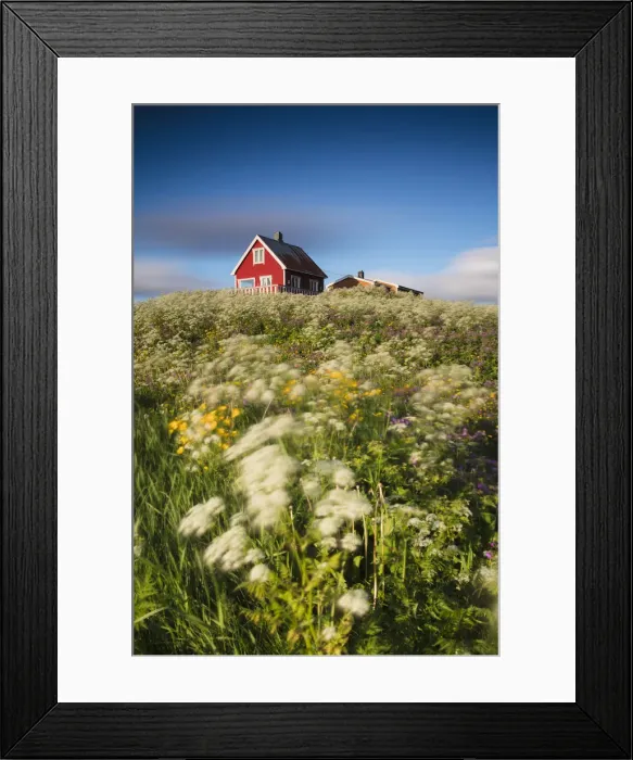 Framed Print : Fields of blooming flowers frame a typical wooden house of fishermen, Eggum, Unstad Framed Print : Fields of blooming flowers frame a typical wooden house of fishermen, Eggum, Unstad