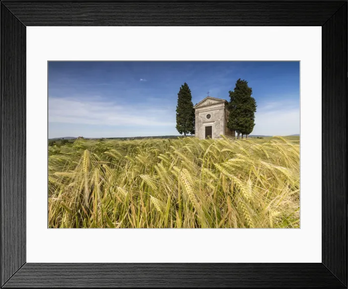 Framed Print : Fields of ears of corn on the gentle green hills of Val d Orcia, UNESCO World Heritage Site Framed Print : Fields of ears of corn on the gentle green hills of Val d Orcia, UNESCO World Heritage Site