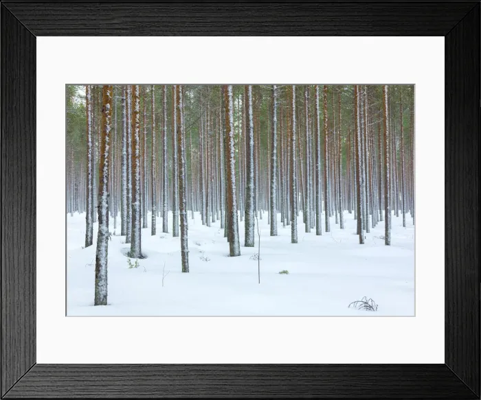 Framed Print : Tree trunks in the snowy woods Alaniemi, Rovaniemi, Lapland region, Finland, Europe Framed Print : Tree trunks in the snowy woods Alaniemi, Rovaniemi, Lapland region, Finland, Europe