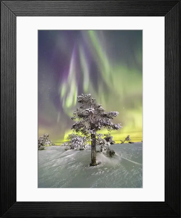 Framed Print : Northern Lights (Aurora Borealis) and starry sky on the frozen tree in the snowy woods Framed Print : Northern Lights (Aurora Borealis) and starry sky on the frozen tree in the snowy woods
