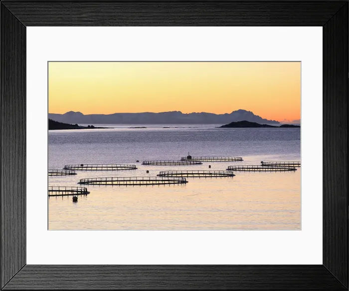 Framed Print : Sunset lights up the fish tanks of codfish and salmon in the cold sea of Torsken Framed Print : Sunset lights up the fish tanks of codfish and salmon in the cold sea of Torsken