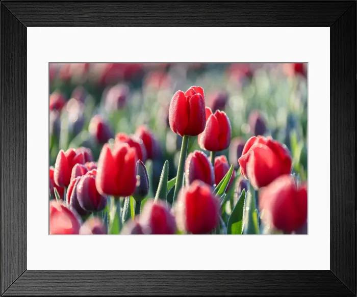 Framed Print : Close up of red tulips in bloom in the countryside of Berkmeer, municipality of Koggenland Framed Print : Close up of red tulips in bloom in the countryside of Berkmeer, municipality of Koggenland