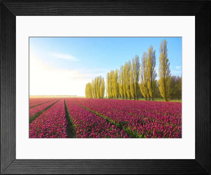 Framed Print : The blue sky at dawn and colourful fields of tulips in bloom surrounded by tall trees Framed Print : The blue sky at dawn and colourful fields of tulips in bloom surrounded by tall trees