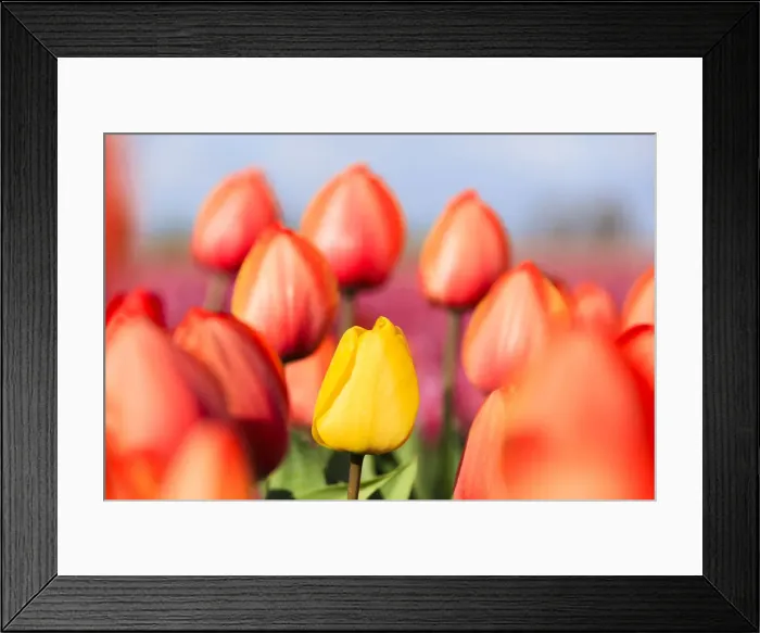 Framed Print : Close up of yellow tulip framed by a multitude of red tulips, Oude-Tonge, Goeree-Overflakkee Framed Print : Close up of yellow tulip framed by a multitude of red tulips, Oude-Tonge, Goeree-Overflakkee