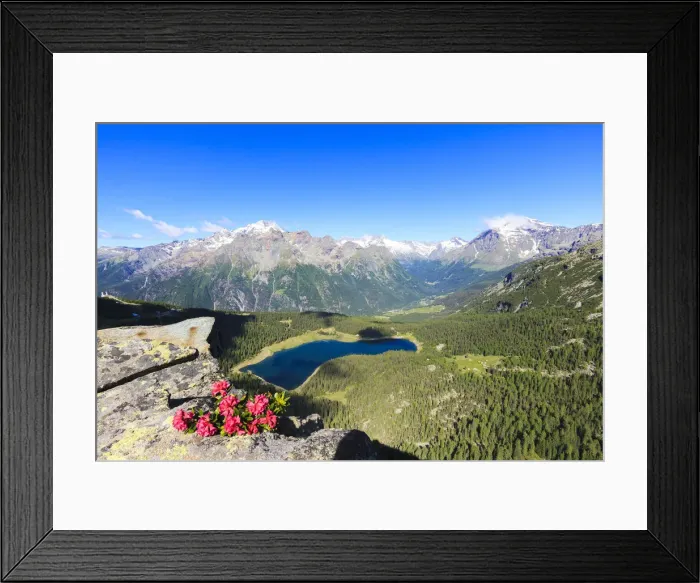 Framed Print : Rhododendrons and Lake Palu framed by Mount Disgrazia seen from Monte Roggione, Malenco Valley Framed Print : Rhododendrons and Lake Palu framed by Mount Disgrazia seen from Monte Roggione, Malenco Valley