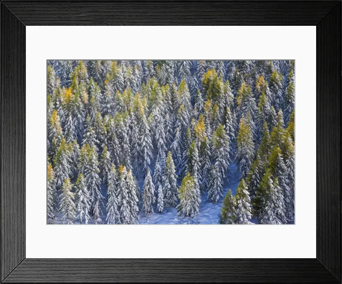 Framed Print : Aerial view of larches in the woods covered with snow during the fall season, Chiavenna Valley Framed Print : Aerial view of larches in the woods covered with snow during the fall season, Chiavenna Valley