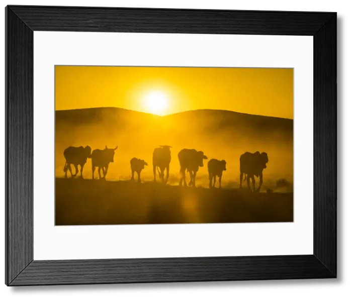 Framed Print : Backlight of cattle on way home at sunset, Twyfelfontein, Damaraland, Namibia, Africa