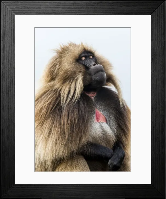Framed Print : Male Gelada (Theropithecus gelada), Simien Mountains National Park, UNESCO World Heritage Site Framed Print : Male Gelada (Theropithecus gelada), Simien Mountains National Park, UNESCO World Heritage Site