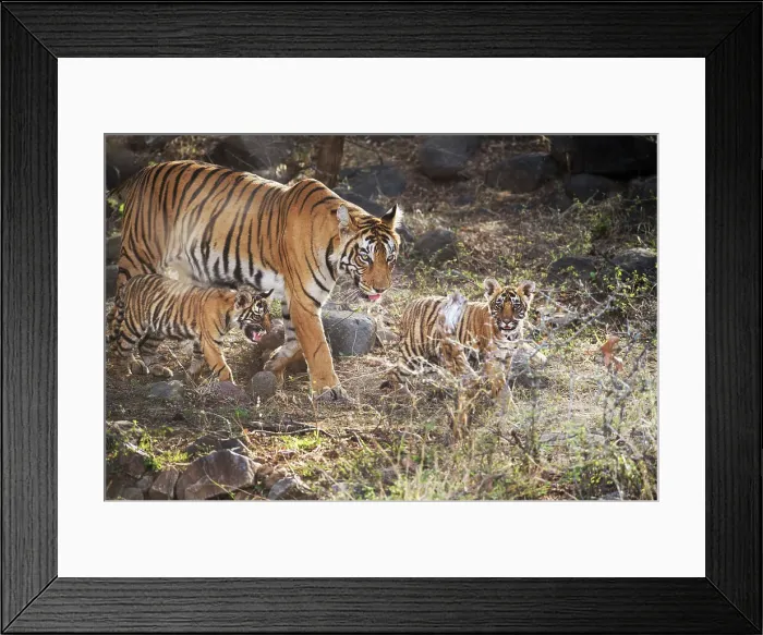 Framed Print : Bengal tiger (Panthera tigris tigris), Ranthambhore, Rajasthan, India, Asia Framed Print : Bengal tiger (Panthera tigris tigris), Ranthambhore, Rajasthan, India, Asia