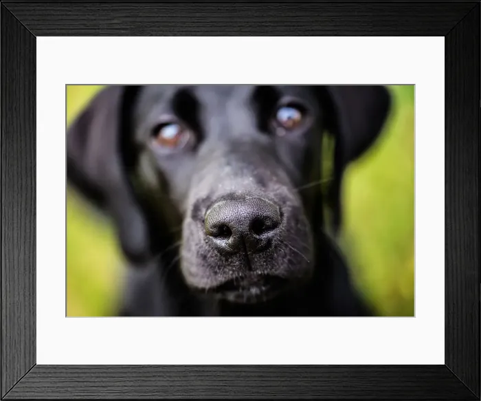 Framed Print : Labrador nose, United Kingdom, Europe Framed Print : Labrador nose, United Kingdom, Europe