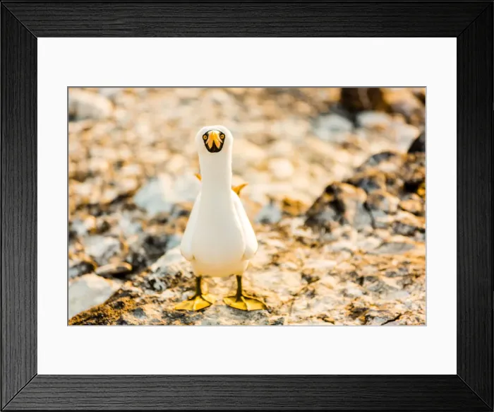 Framed Print : Nazca booby on Espanola Island, Galapagos Islands, Ecuador, South America Framed Print : Nazca booby on Espanola Island, Galapagos Islands, Ecuador, South America