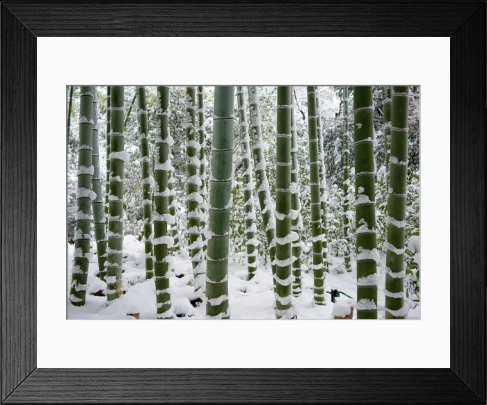 Framed Print : Snow-laden bamboo, Kodai-ji temple, Kyoto, Japan, Asia Framed Print : Snow-laden bamboo, Kodai-ji temple, Kyoto, Japan, Asia