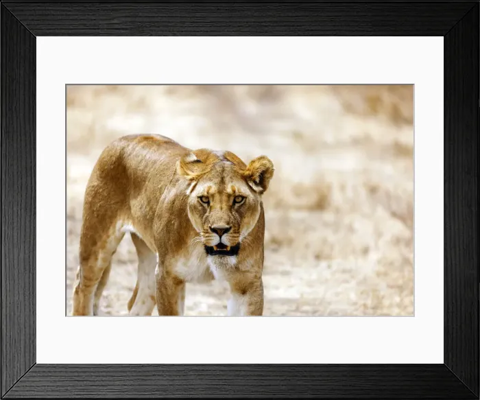 Framed Print : Lioness (Panthera leo), Serengeti National Park, Tanzania, East Africa, Africa Framed Print : Lioness (Panthera leo), Serengeti National Park, Tanzania, East Africa, Africa