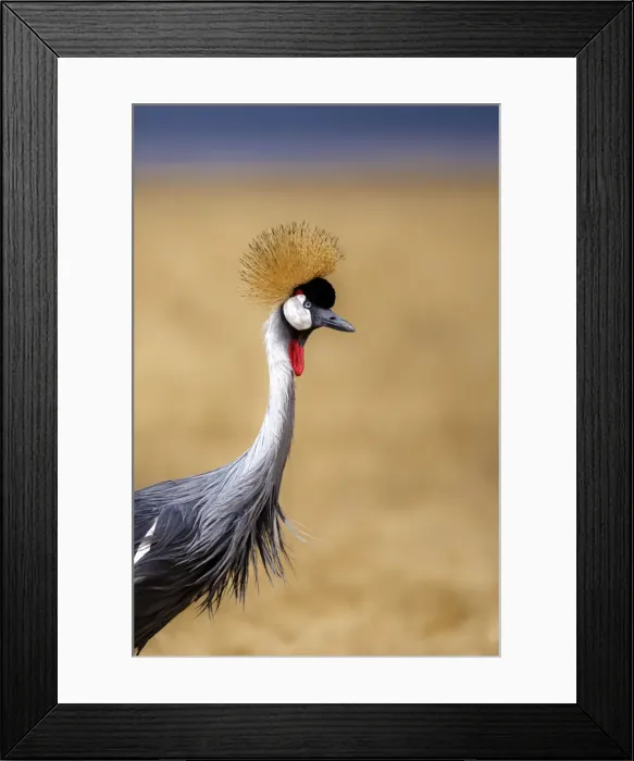 Framed Print : Grey crowned crane (Balearica regulorum), Ngorongoro National Park, Tanzania, East Africa Framed Print : Grey crowned crane (Balearica regulorum), Ngorongoro National Park, Tanzania, East Africa