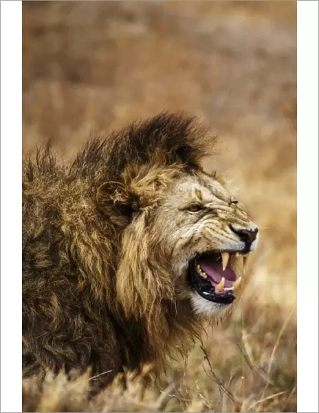 African lion (Leo panthera), Ngorongoro National Park, Tanzania, East Africa, Africa