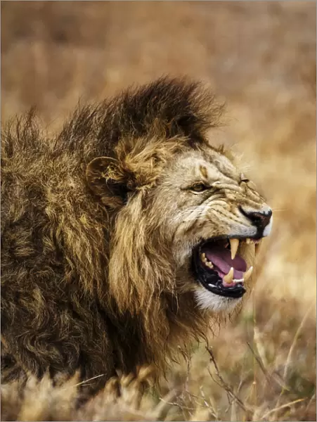 African lion (Leo panthera), Ngorongoro National Park, Tanzania, East Africa, Africa