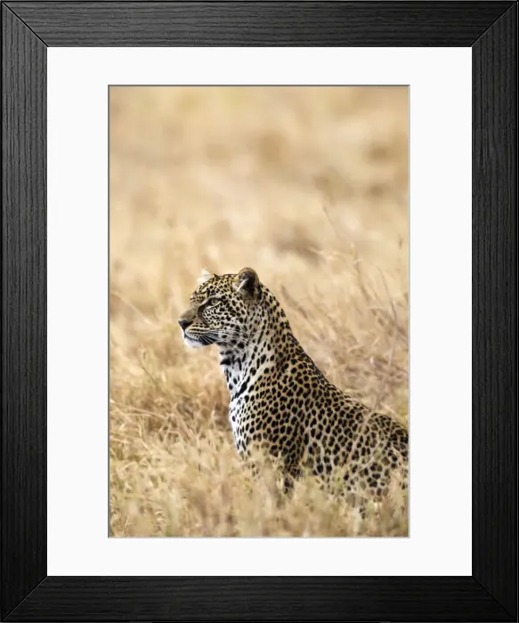 Framed Print : African leopard (Panthera pardus pardus), Serengeti National Park, Tanzania, East Africa Framed Print : African leopard (Panthera pardus pardus), Serengeti National Park, Tanzania, East Africa