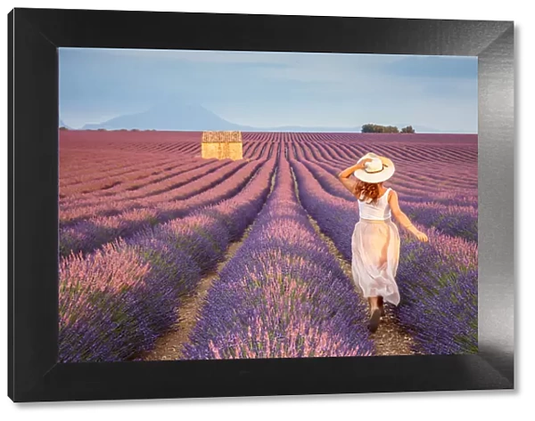 Woman with hat running in lavender fields, Plateau de Valensole, Alpes-de-Haute-Provence